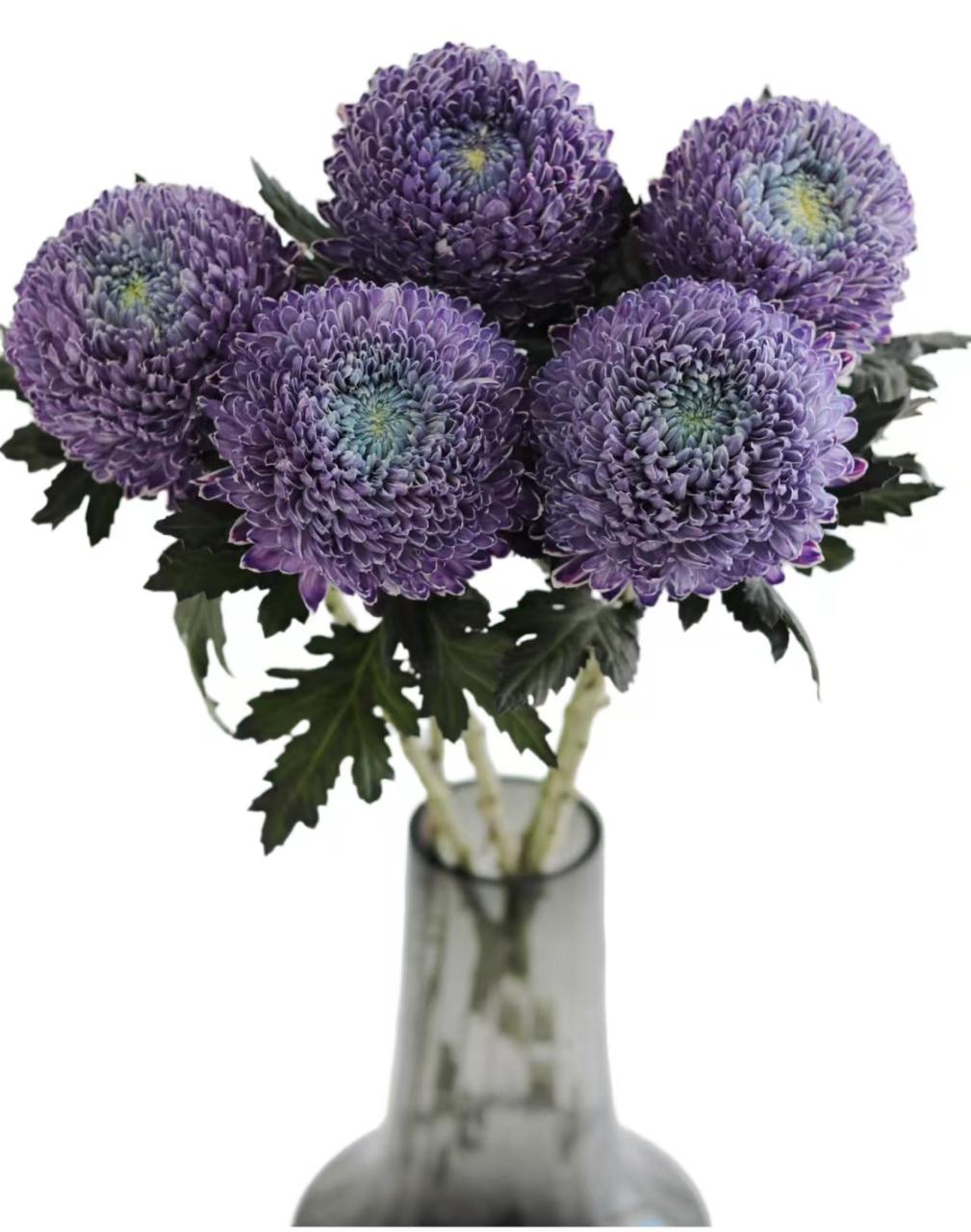 Хризантема однг мамс пиони краш. грейп пепл