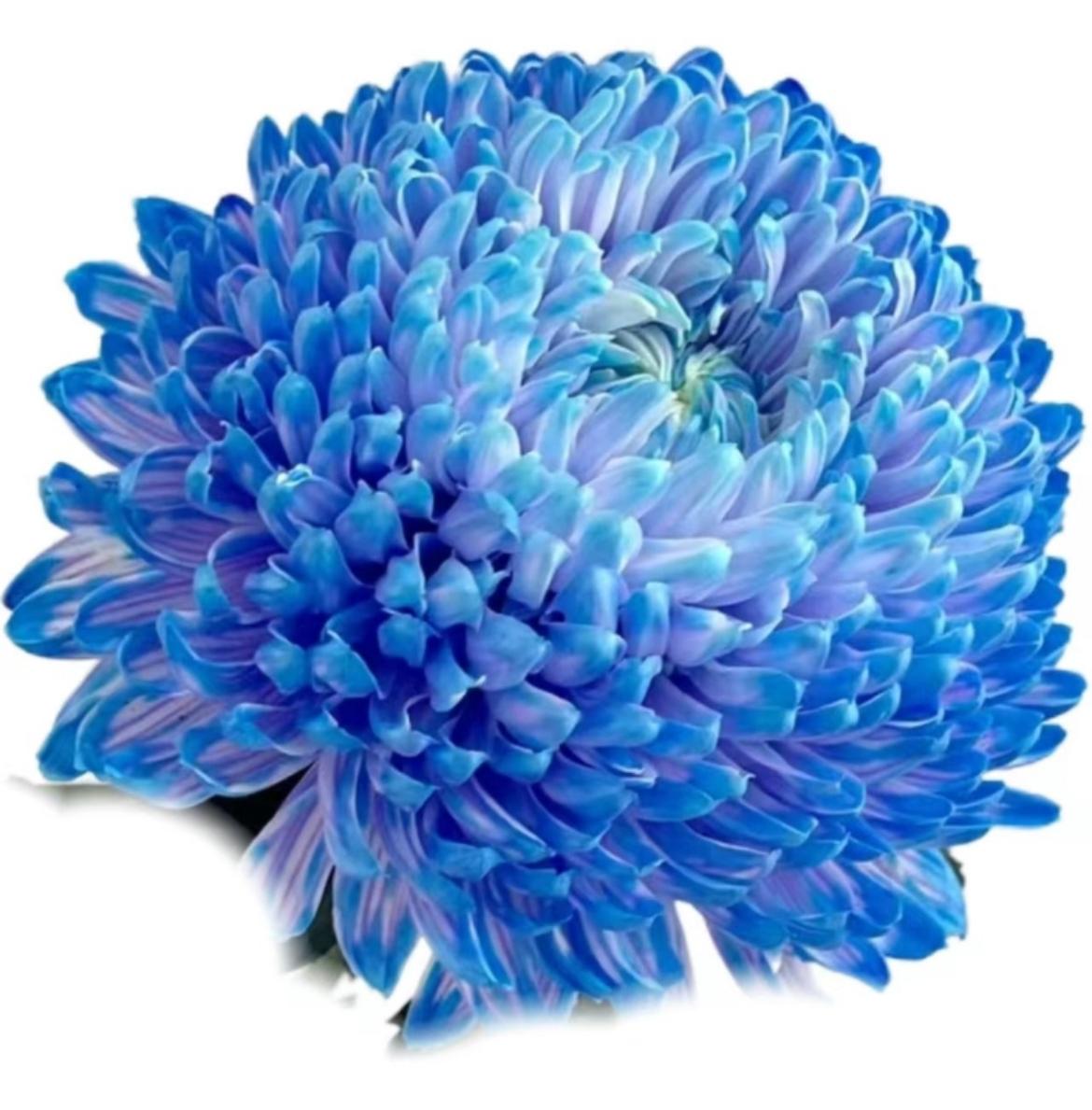Chrysanthemum tinted mums peony blue