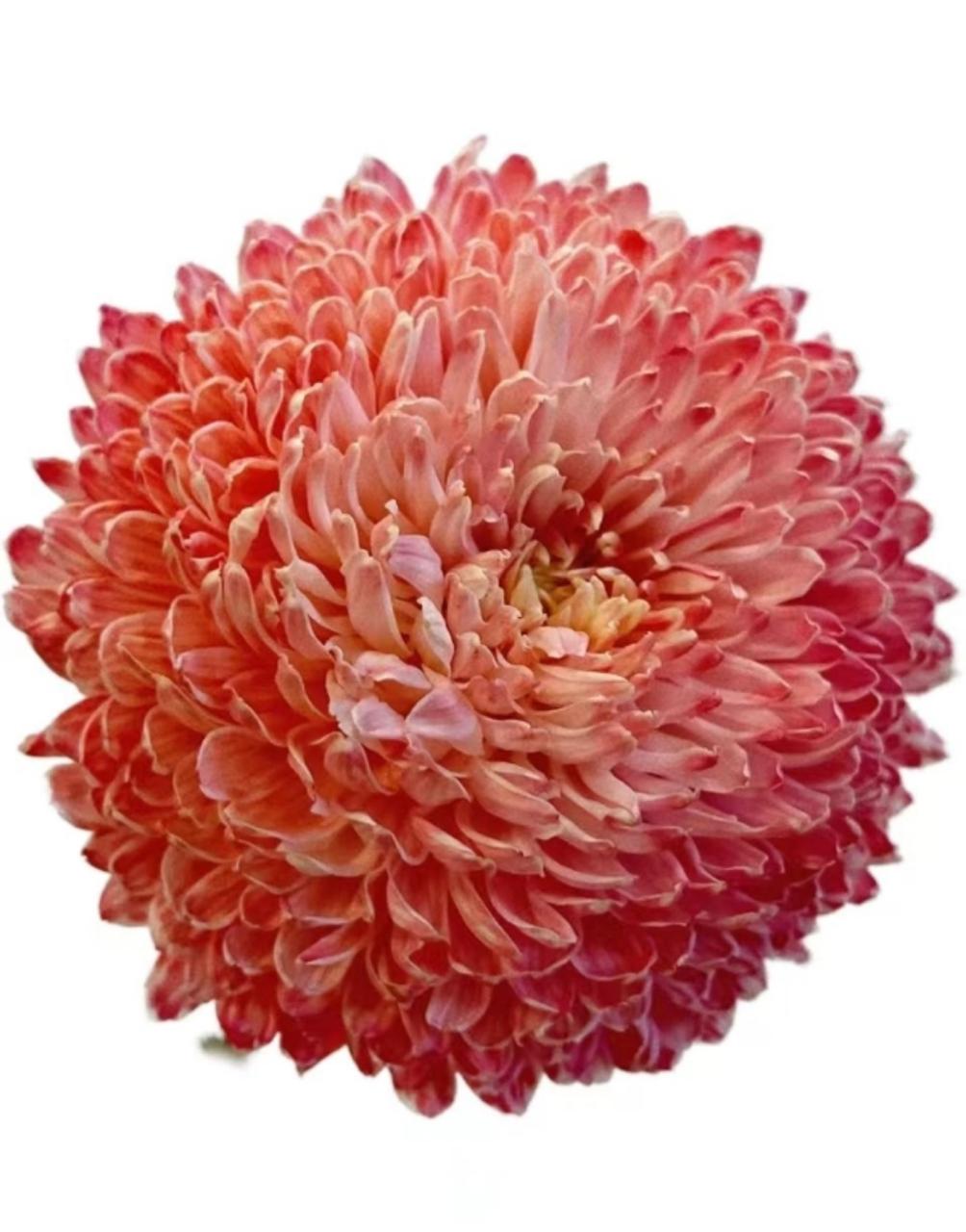 Хризантема гп мамс пиони краш. кармин в Новосибирске