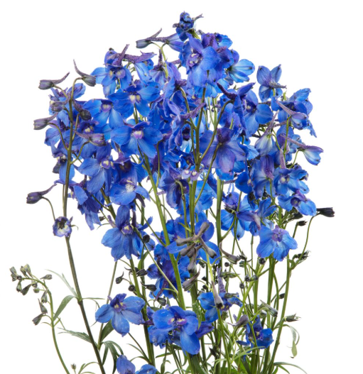 Delphinium enkel bella andes azure