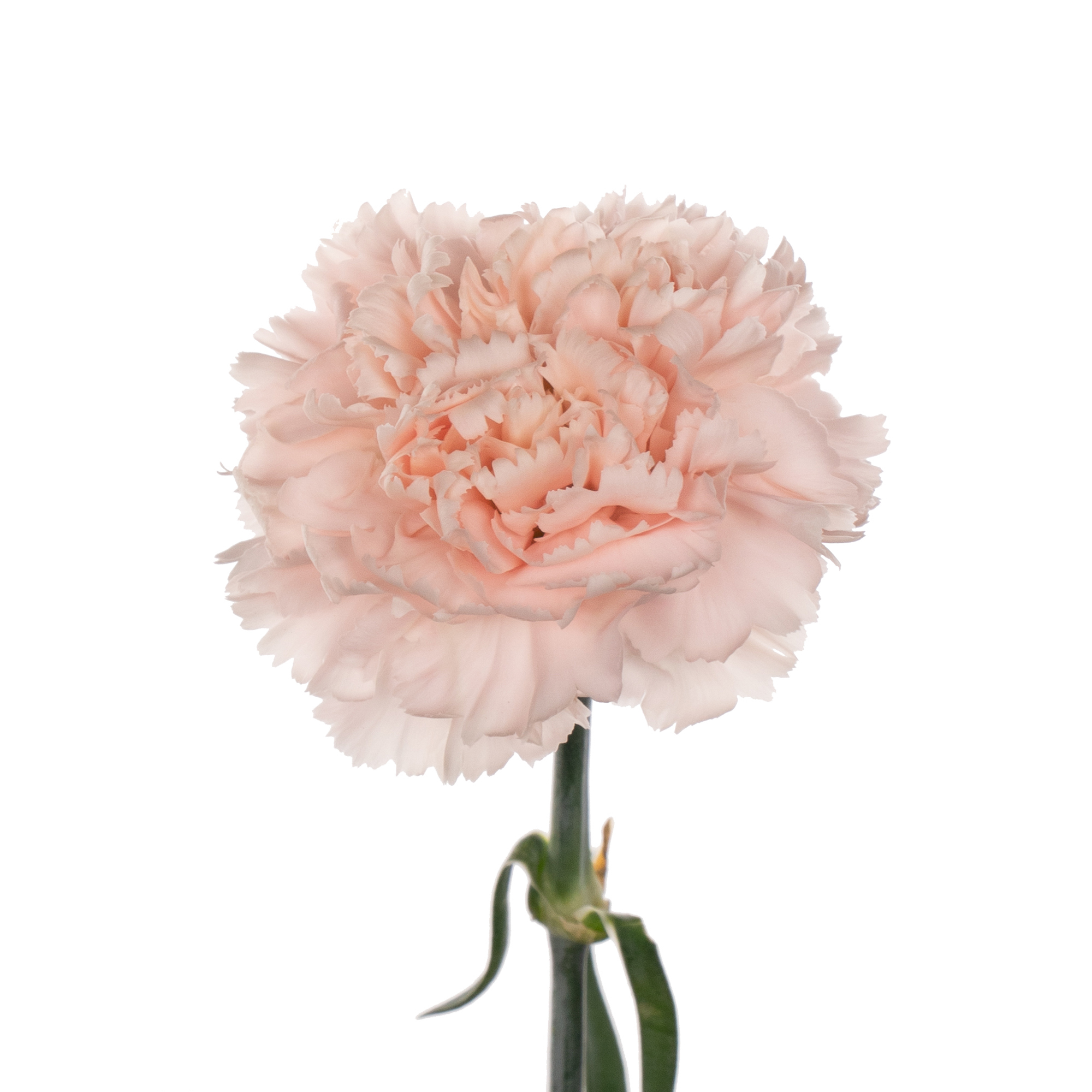Carnation ariadna