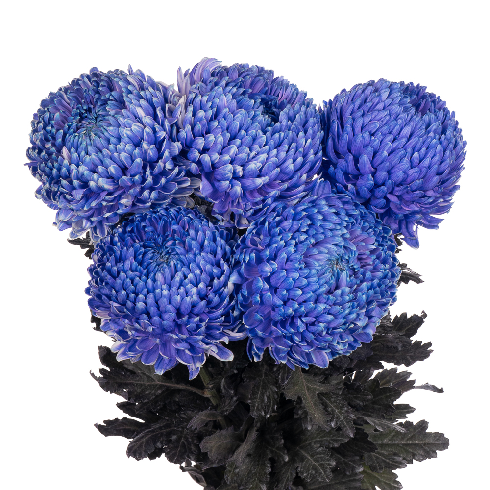 Хризантема краш. однг мамс пиони блу пепл в Москве