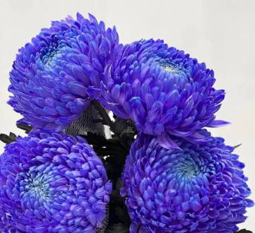 Хризантема однг мамс пиони сине-пурпурная