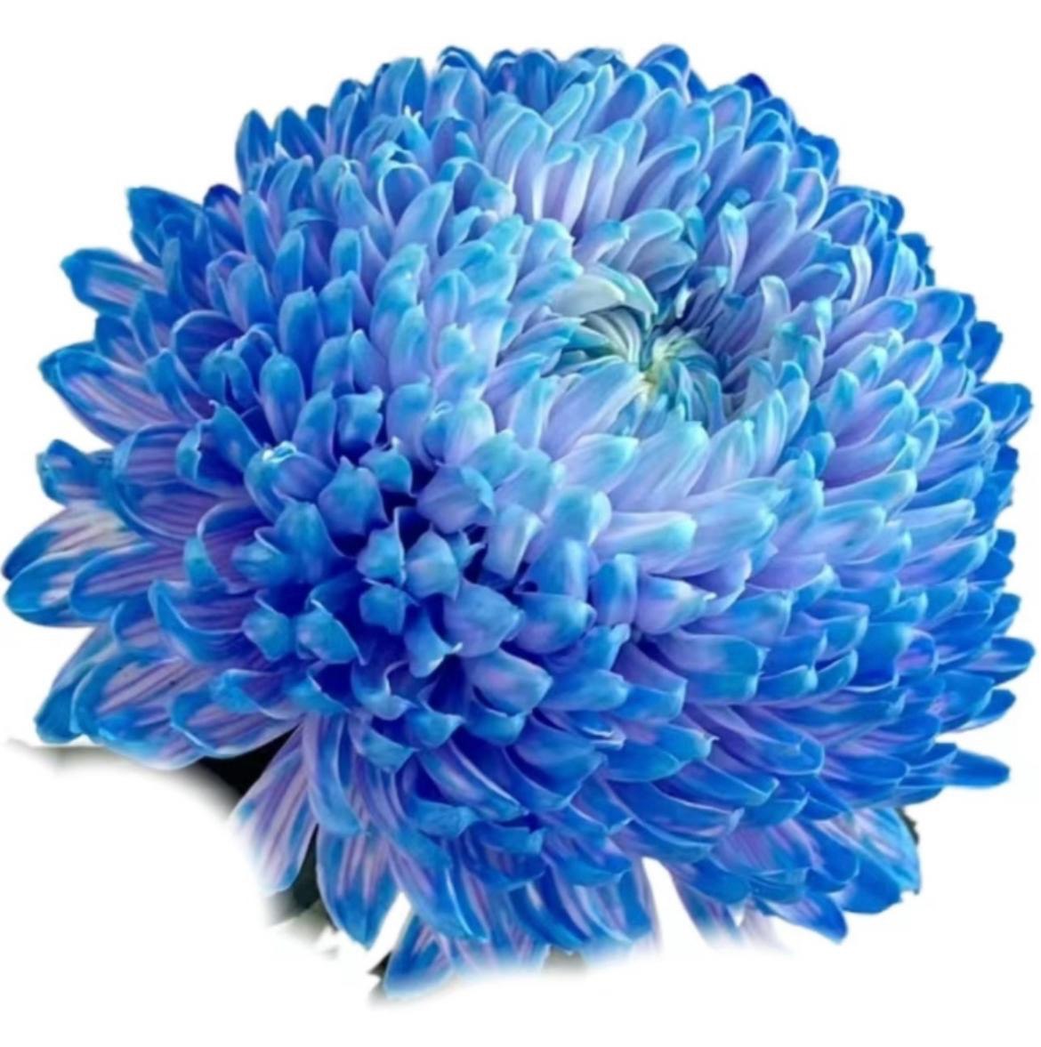 Хризантема однг мамс пиони краш. пепл