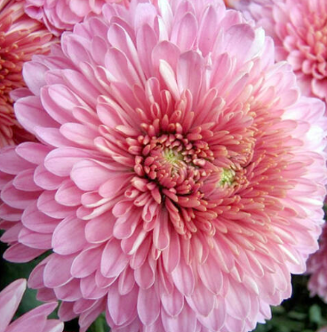 Хризантема куст бруно розовая