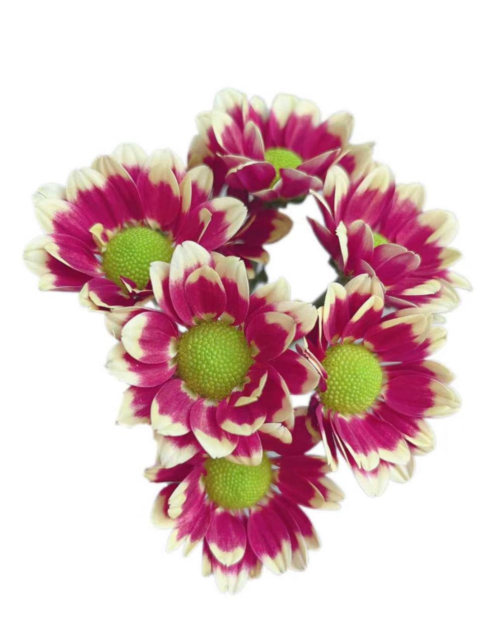 Хризантема куст компанион жёлтая