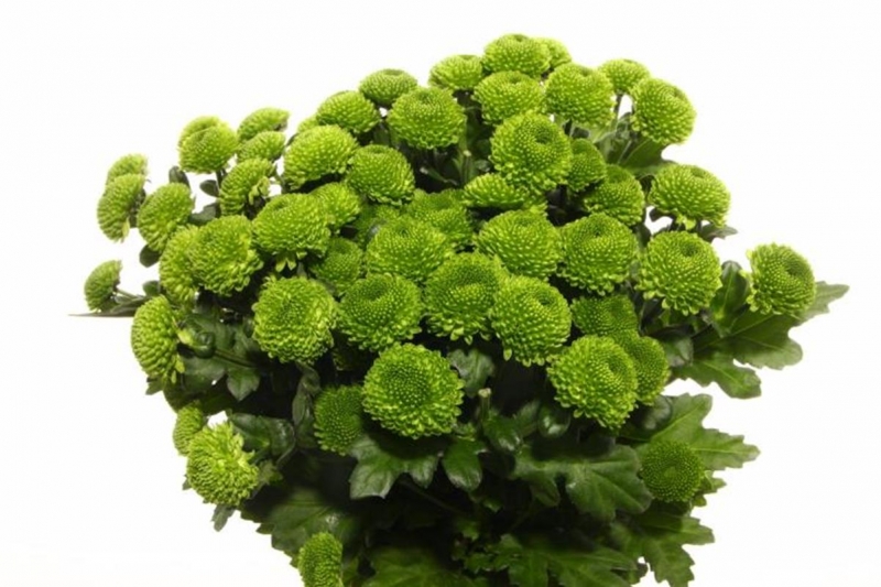 Хризантема куст фейри зеленая в Москве