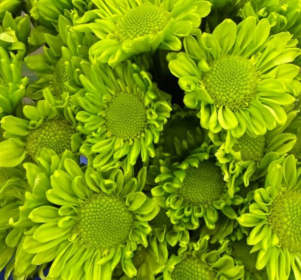 Хризантема куст фейри зеленая в Москве