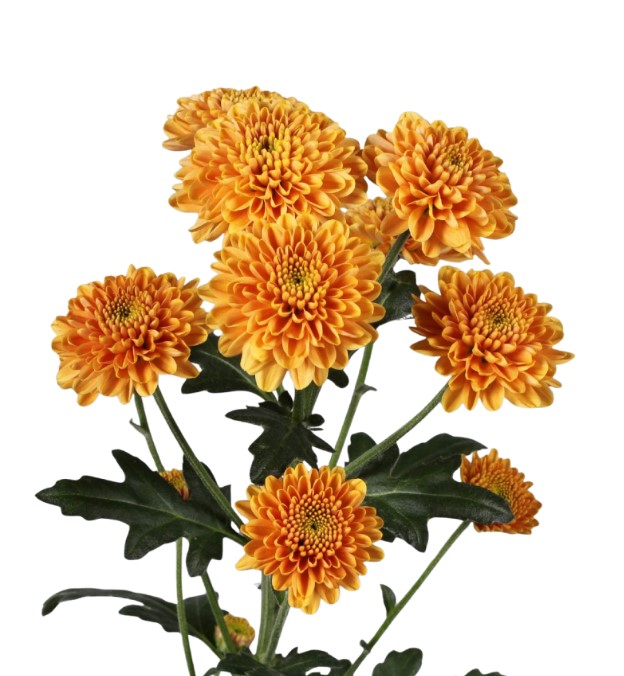 Хризантема куст салмон оранжевая в Москве