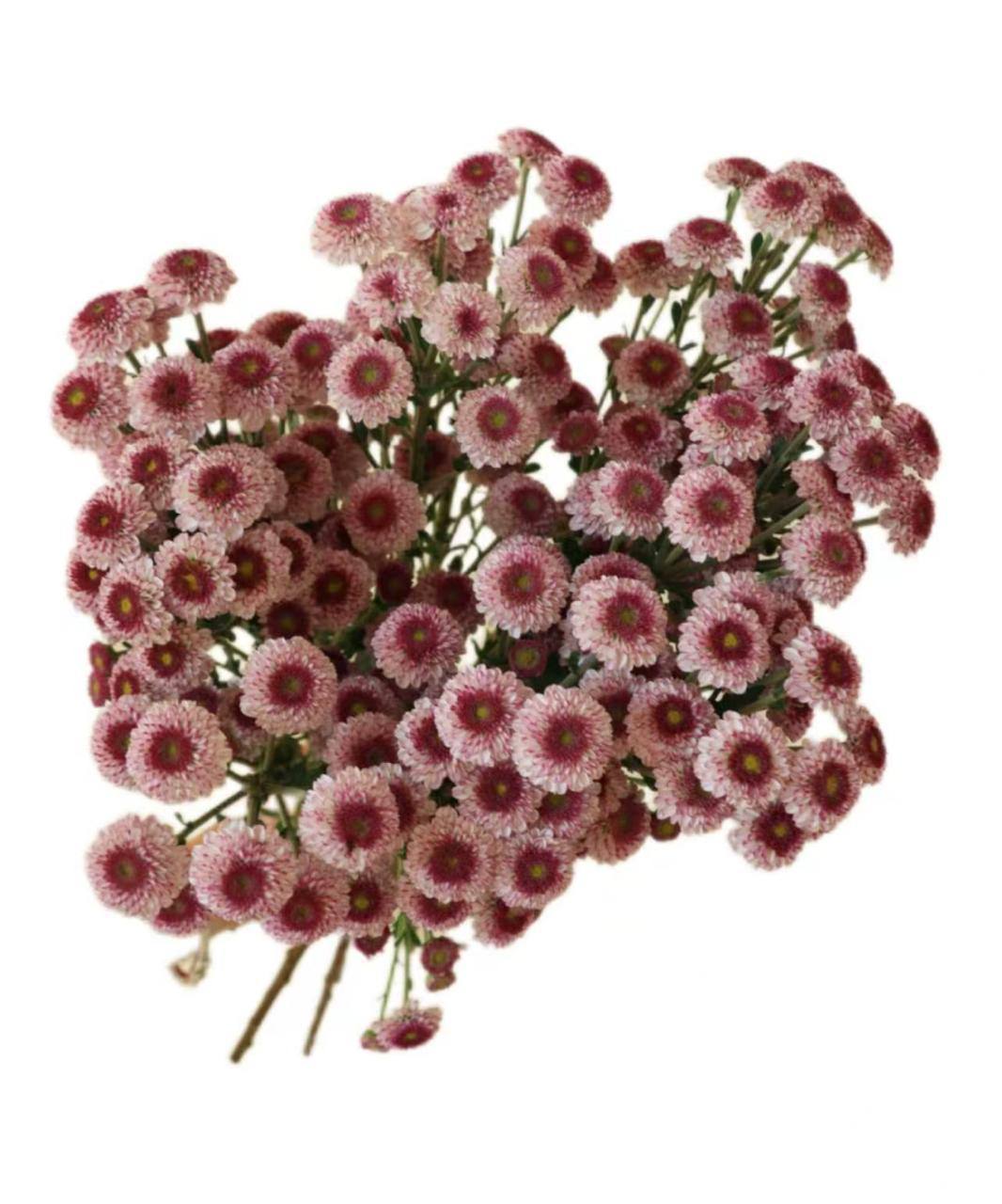 Хризантема куст пинк бьюти в Москве