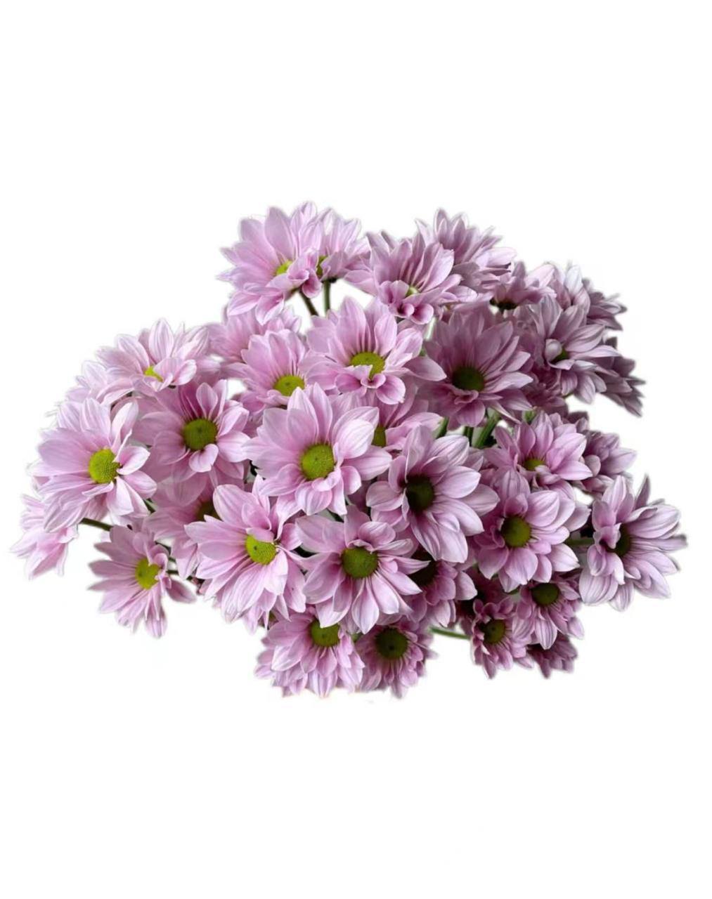 Хризантема тр пинк сальмон в Москве