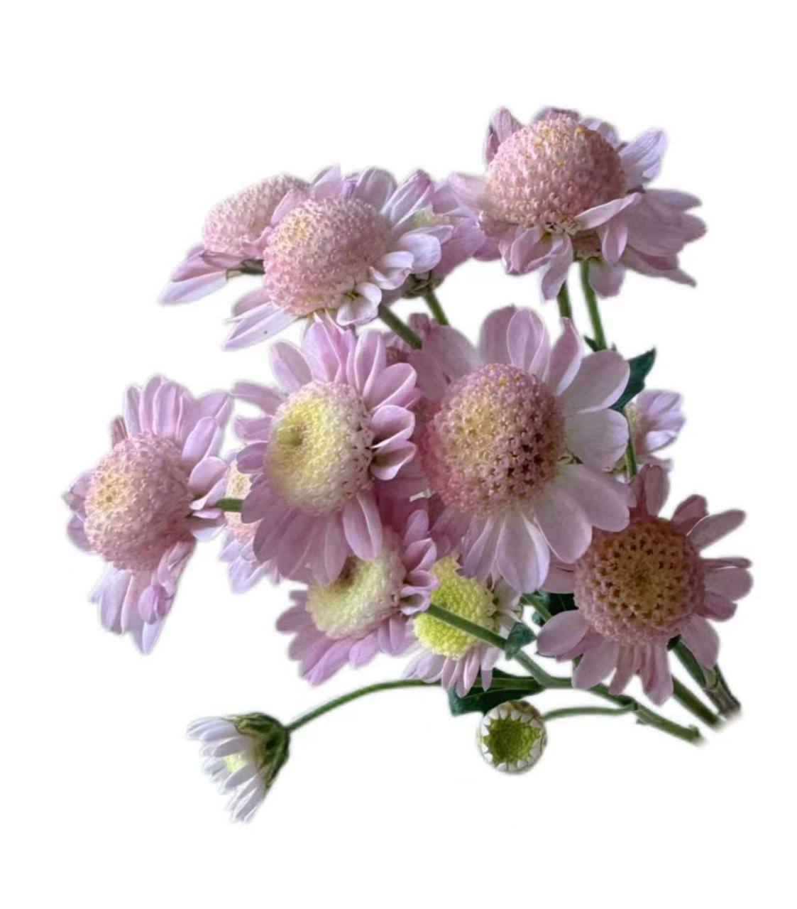 Хризантема куст пинк сан