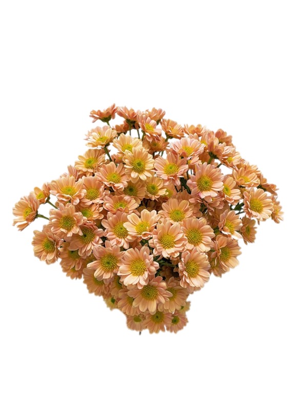 Chrysanthemum spray rossi champagne