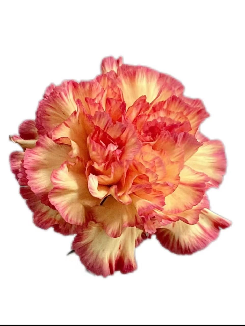 Гвоздика биколор розе