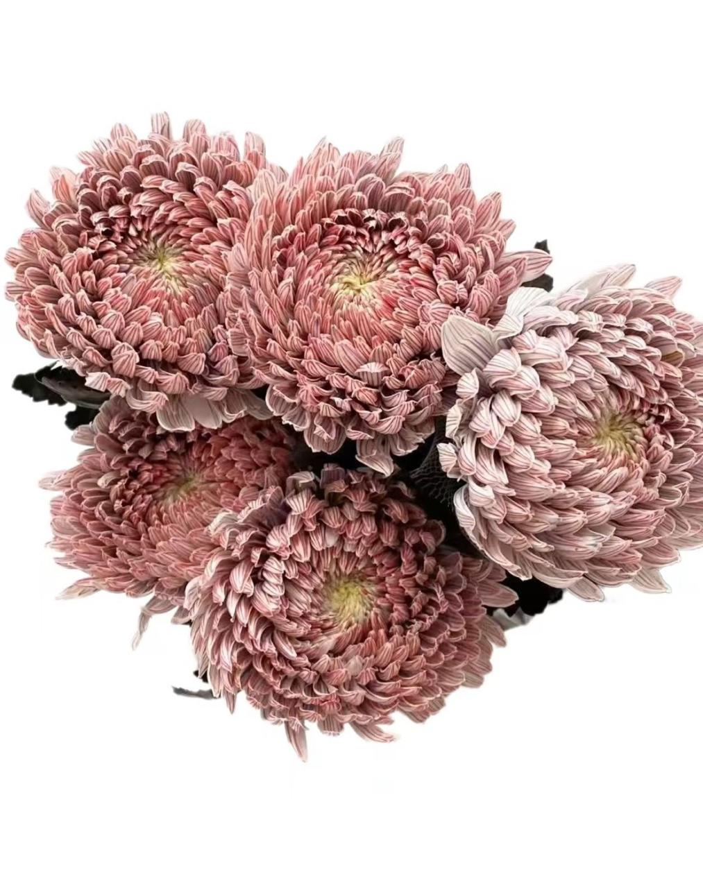 Chrysanthemum single mums peony vrf meat-meal