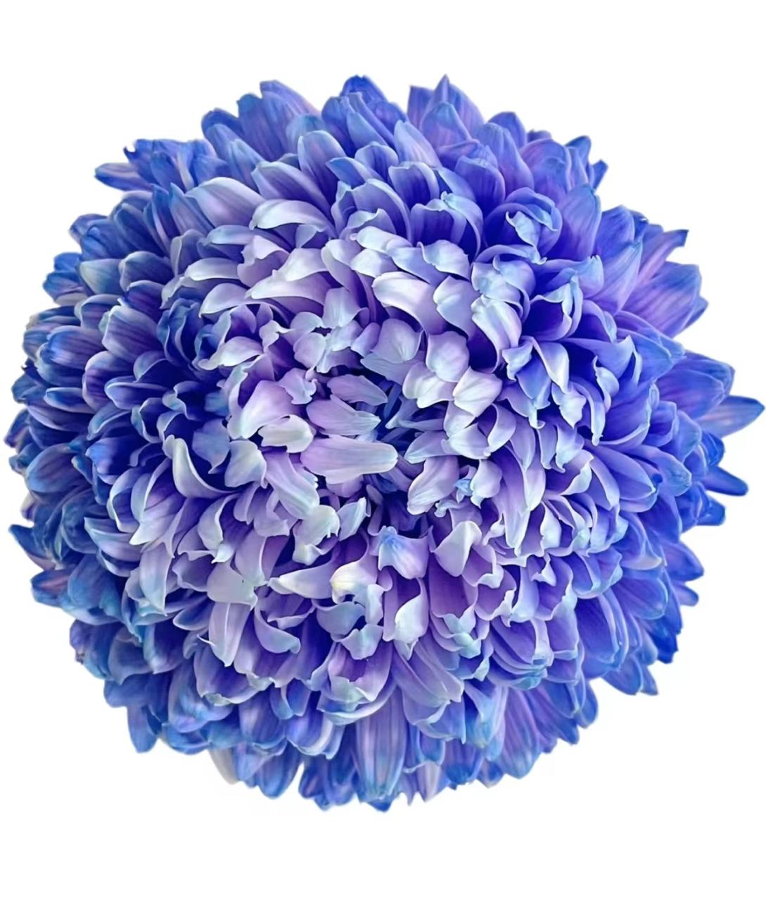 Хризантема однг мамс пиони краш. рейн блу