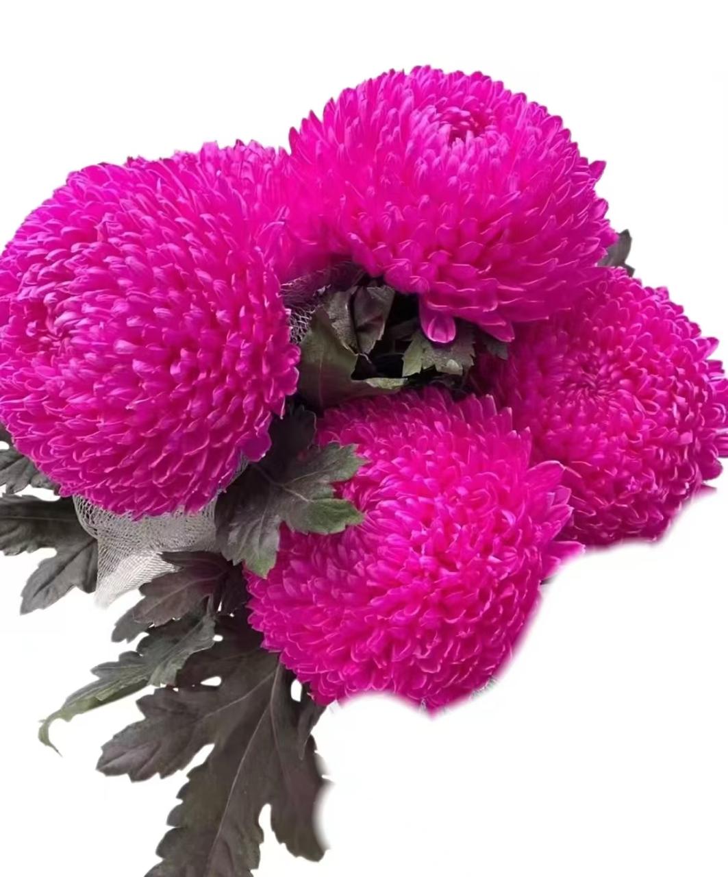 Хризантема однг мамс пиони краш. роуз ред