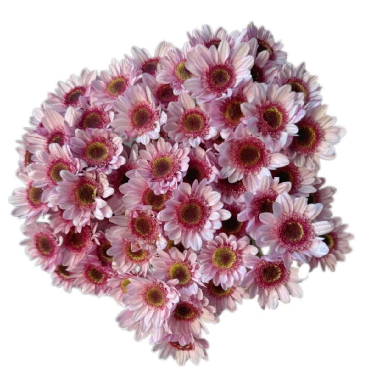 Хризантема куст баббл драгон