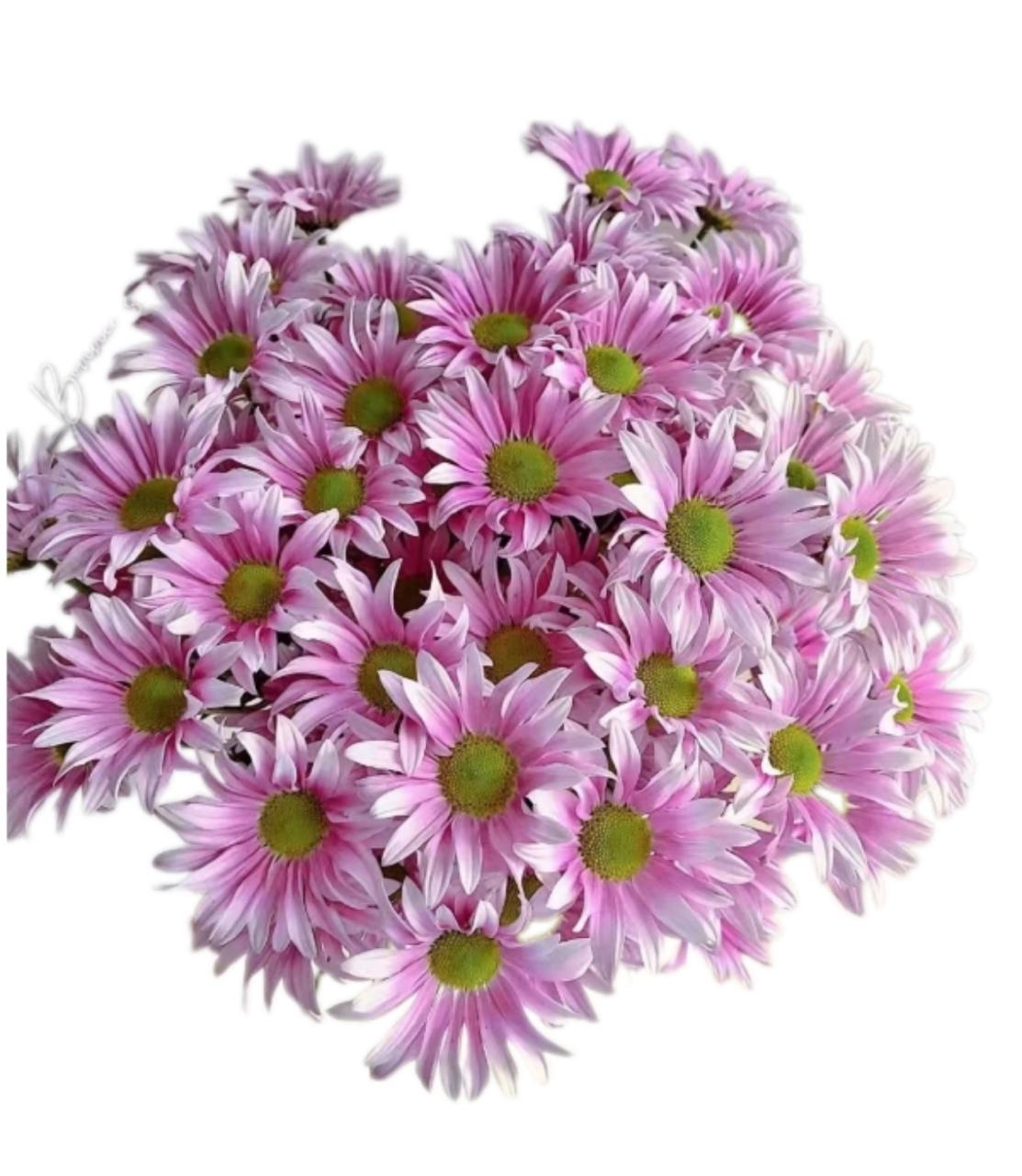 Хризантема куст классик ритм в Москве