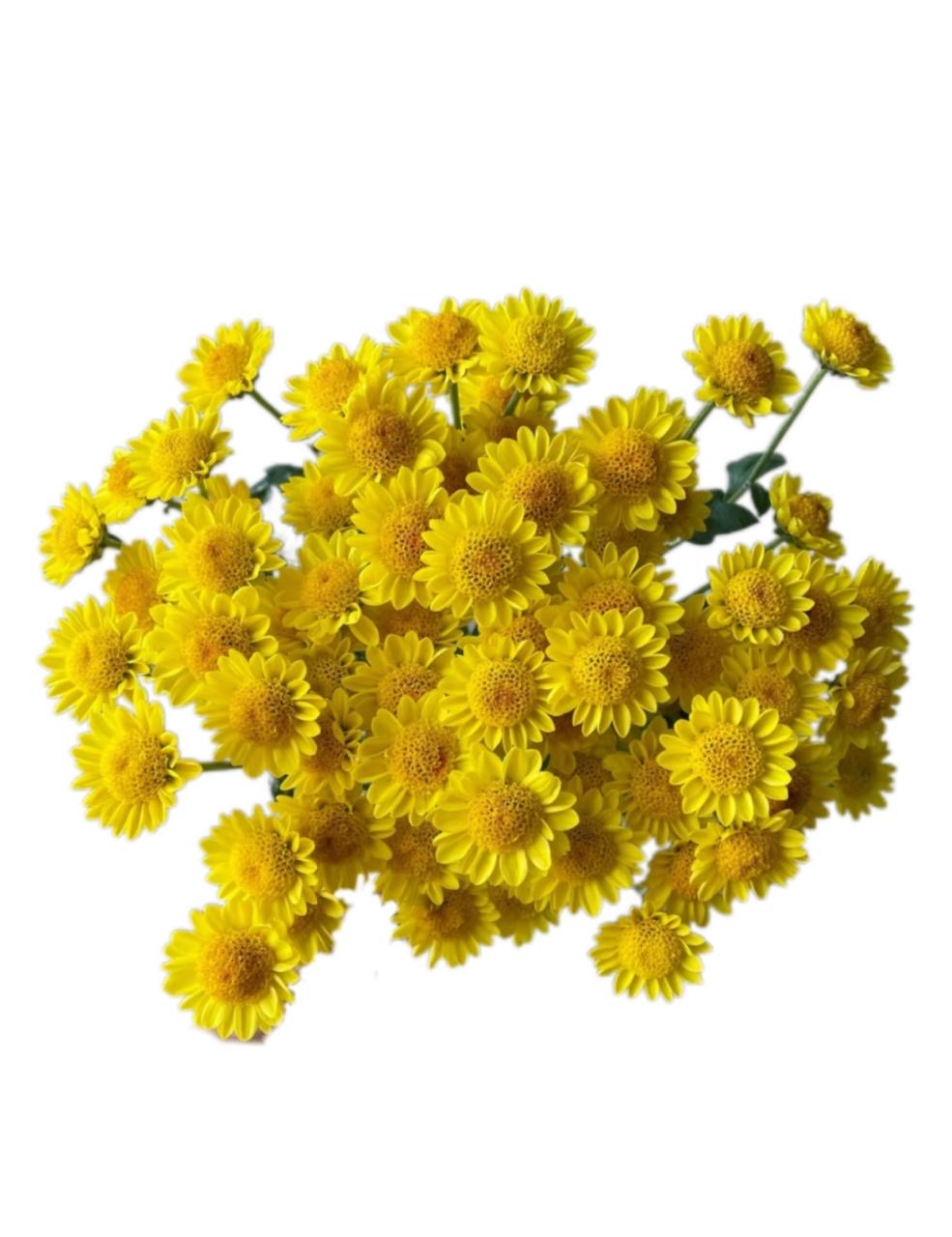 Хризантема куст наннонг литл венус