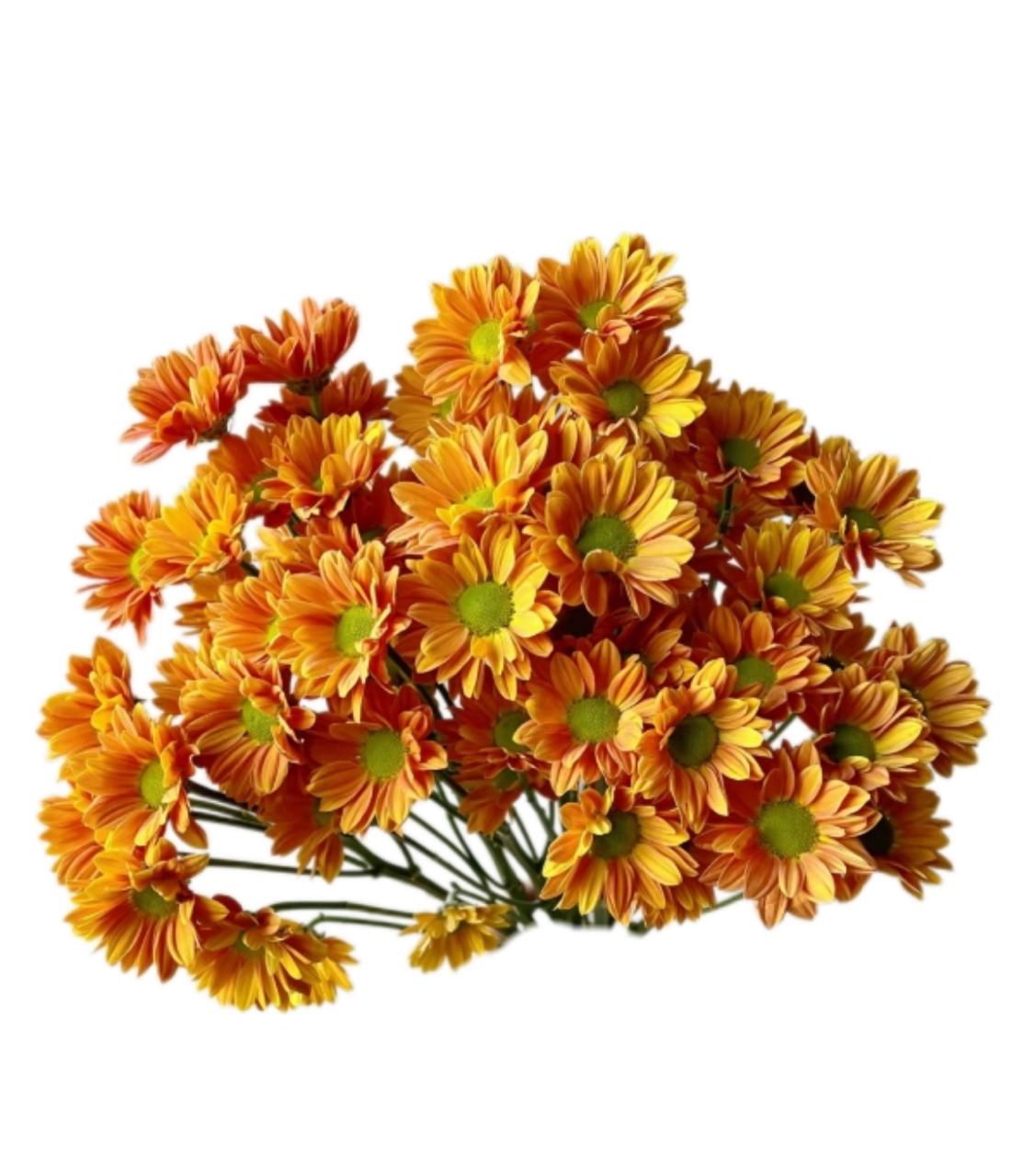 Хризантема куст помс оранж сода