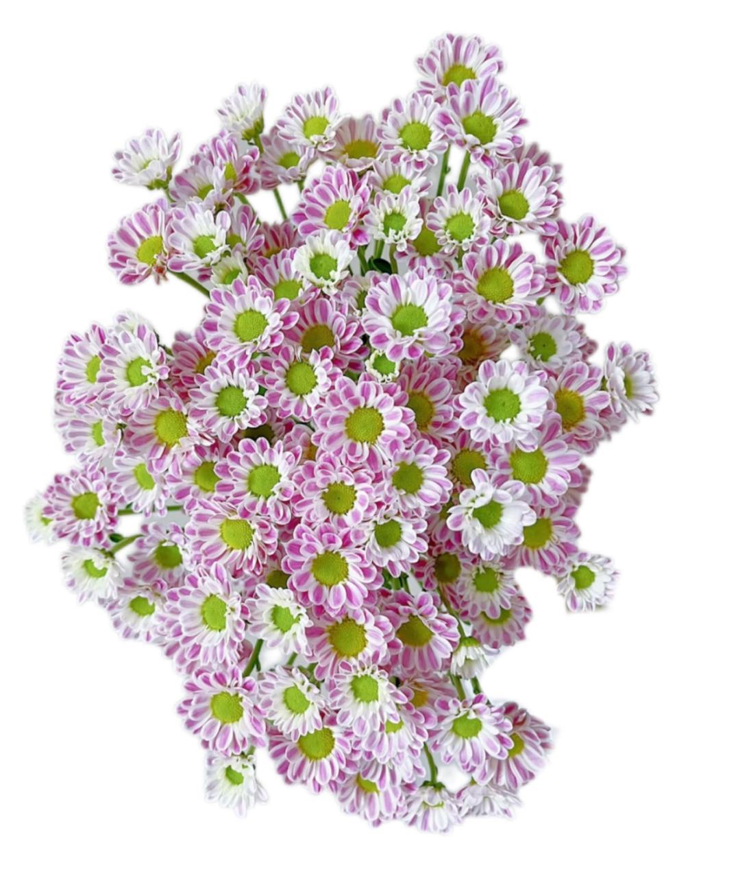 Хризантема куст стрипед