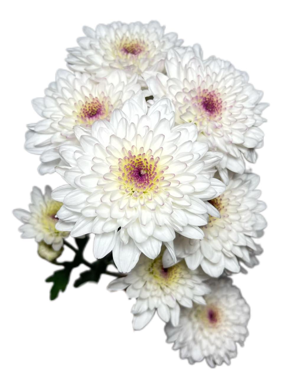 Хризантема куст вия