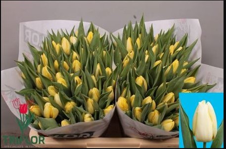 Тюльпан эн крем принц