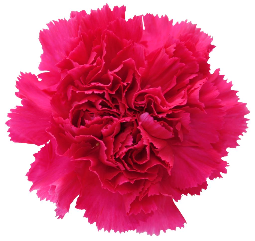 Carnation amethyst hot pink | Wholesale flowers, plants and supplies Carnation amethyst hot pink