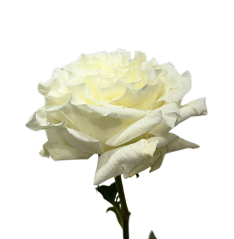 Роза гр энджел икспрэшн в Москве