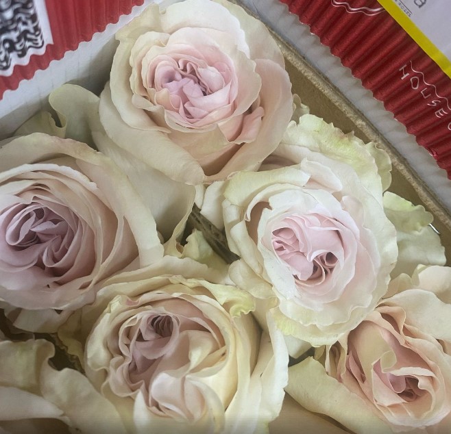 Роза однг бачелор