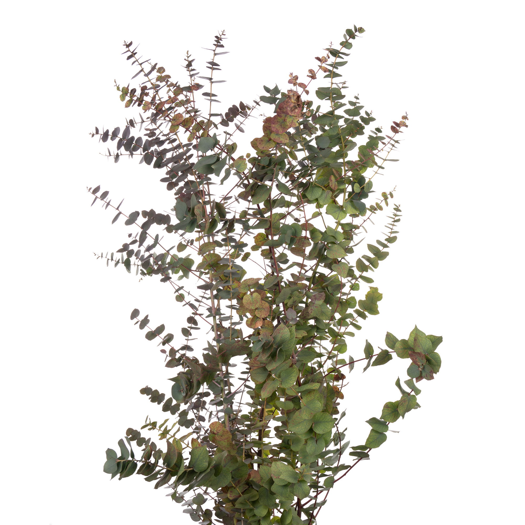 Листья Эвкалипт стуартиана отм лонг в Москве