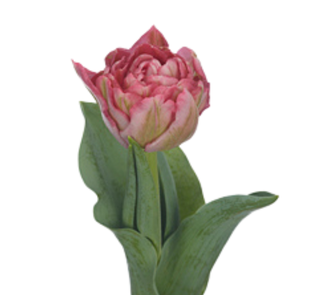 Тюльпан махровый квинти трастфул в Новосибирске