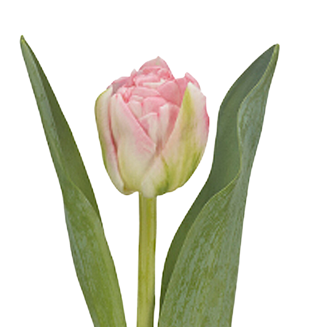 Tulip double mothers choice