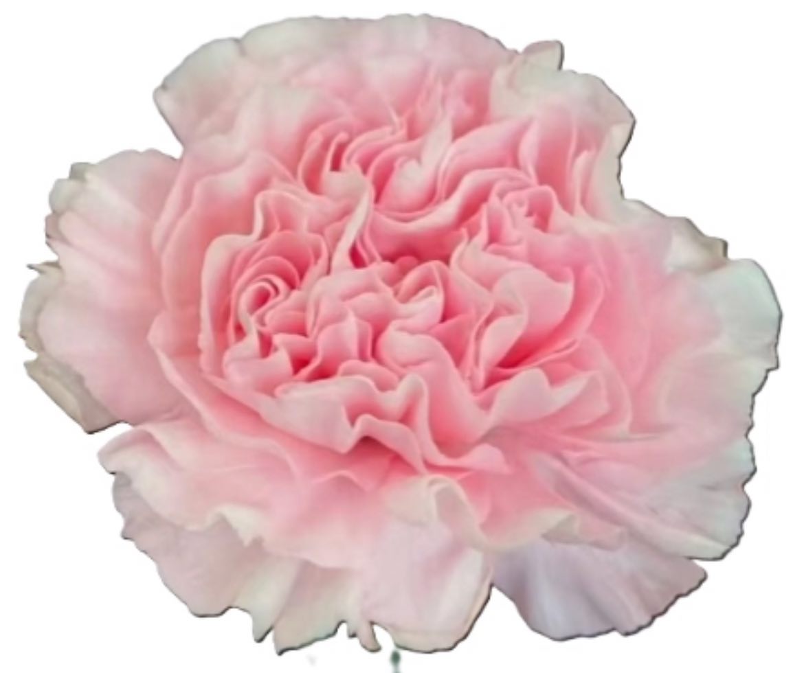 Гвоздика пинк бьюти