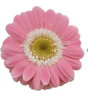 Гербера барби