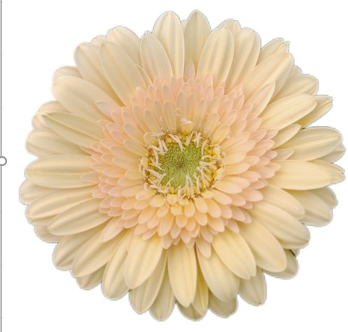 Гербера мини санторини