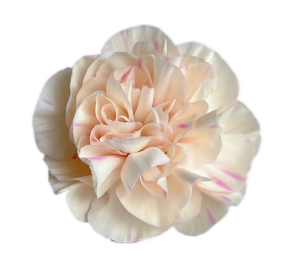 Гвоздика лайт еллоу фест кисс