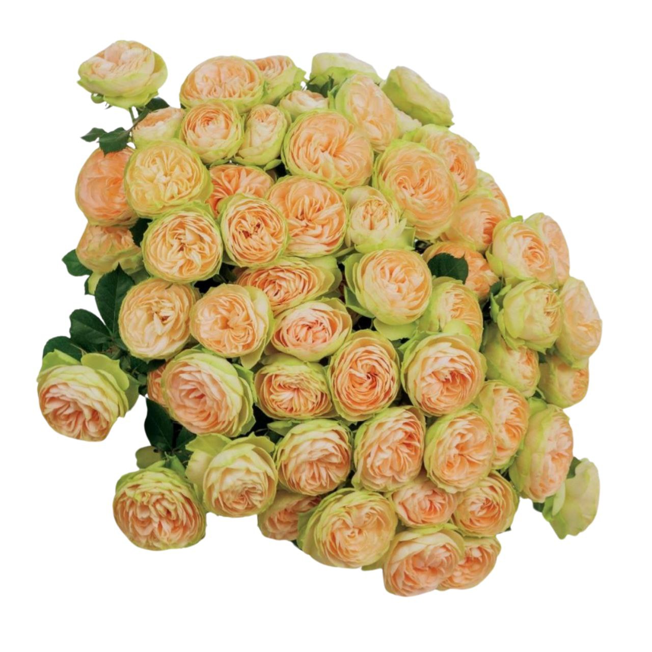 Rose spray darlen | Wholesale flowers, plants and supplies Rose spray darlen