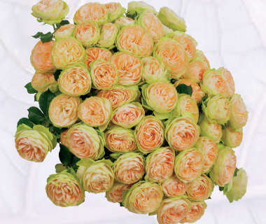 Rose spray darlen