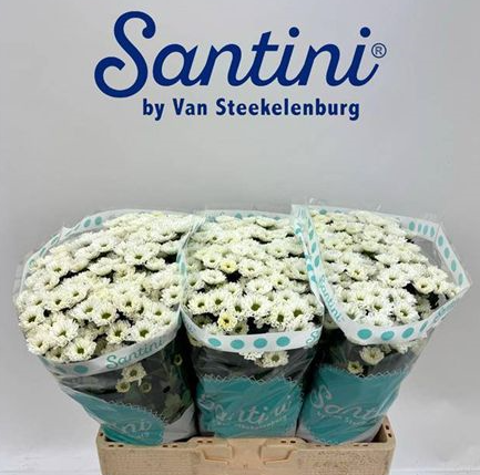 Chrysanthemum santini kindly white | Wholesale flowers, plants and supplies Chrysanthemum santini kindly white