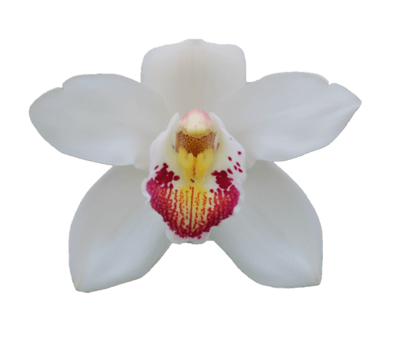 Цимбидиум мэрилин монро