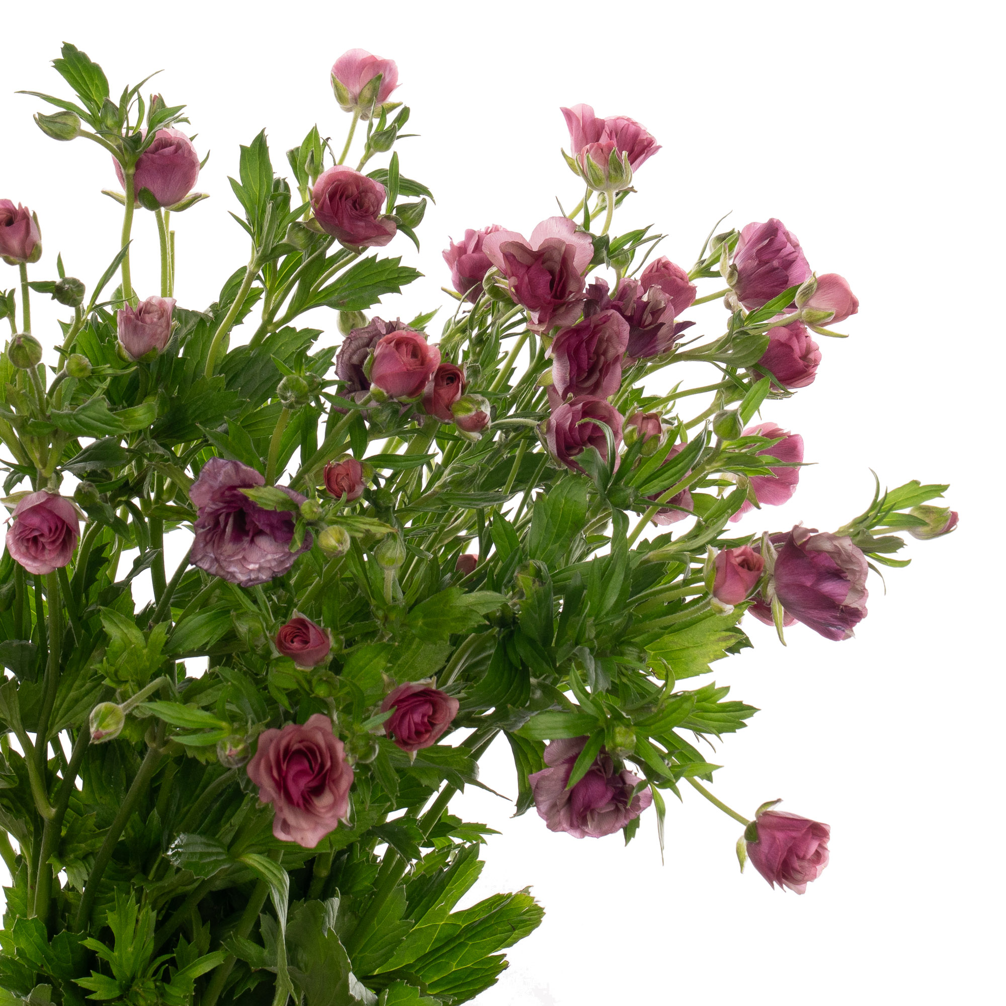 Ranunculus magical raspberry