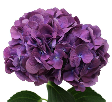 Гидрангия премиум пёпл