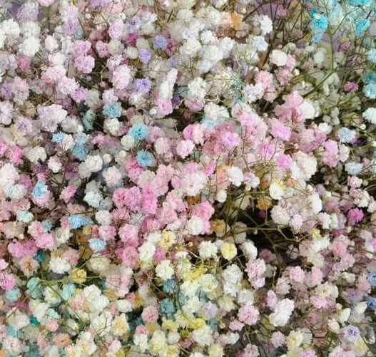 Gypsophila xlence dyed rainbow pastel