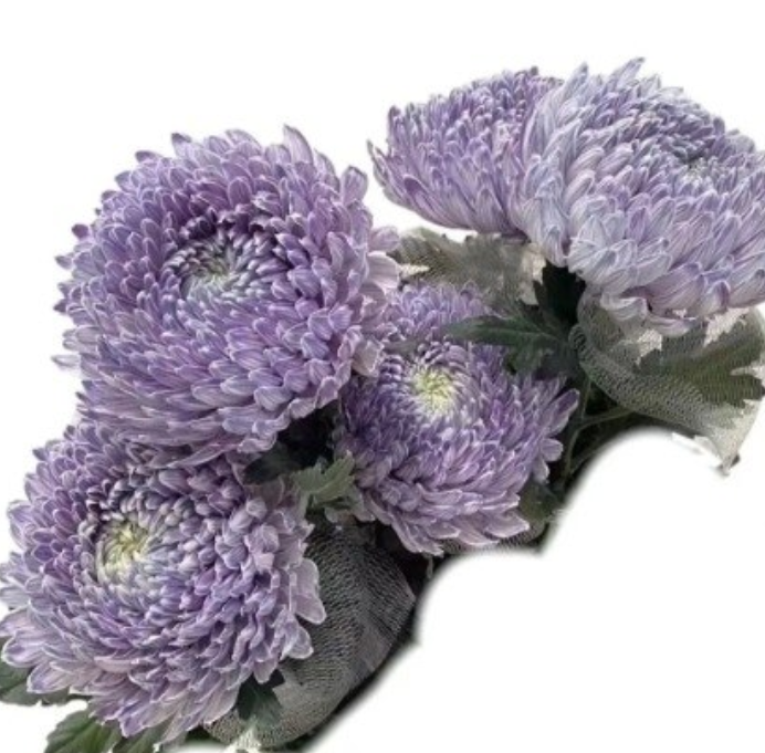 Chrysanthemum tinted mums peony taro purple