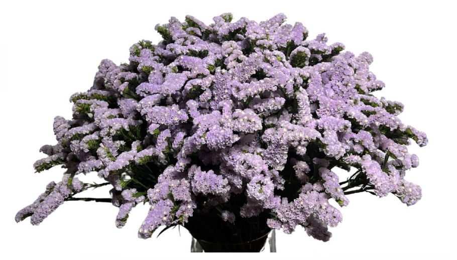 Статица тесса лавендер в Москве