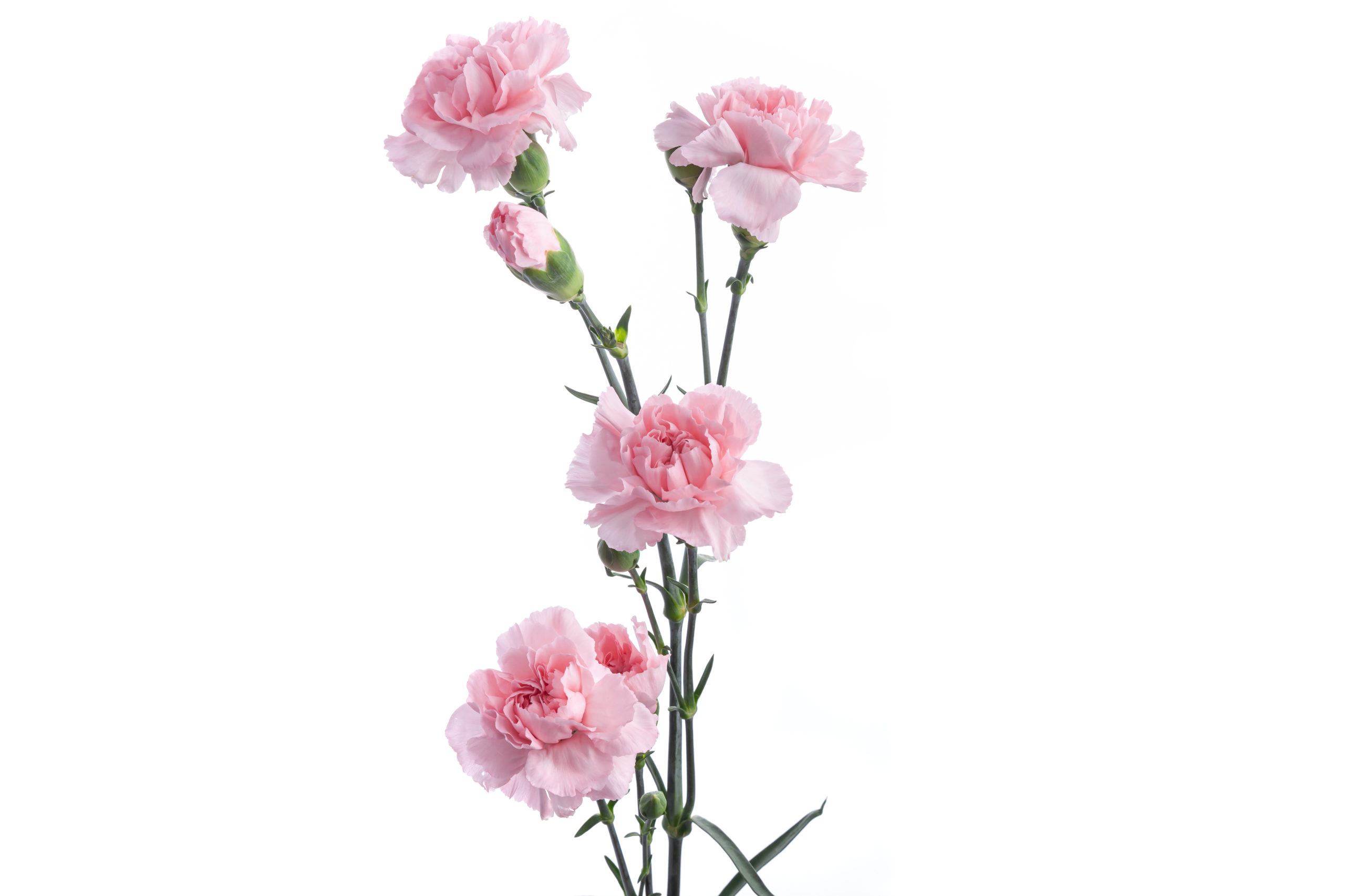 Гвоздика Кустовая лайт пинк принц