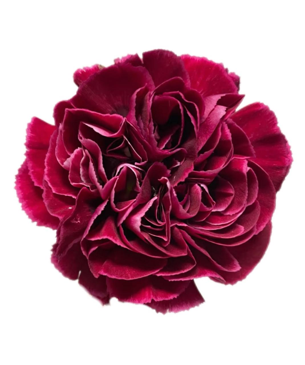 Гвоздика этернити