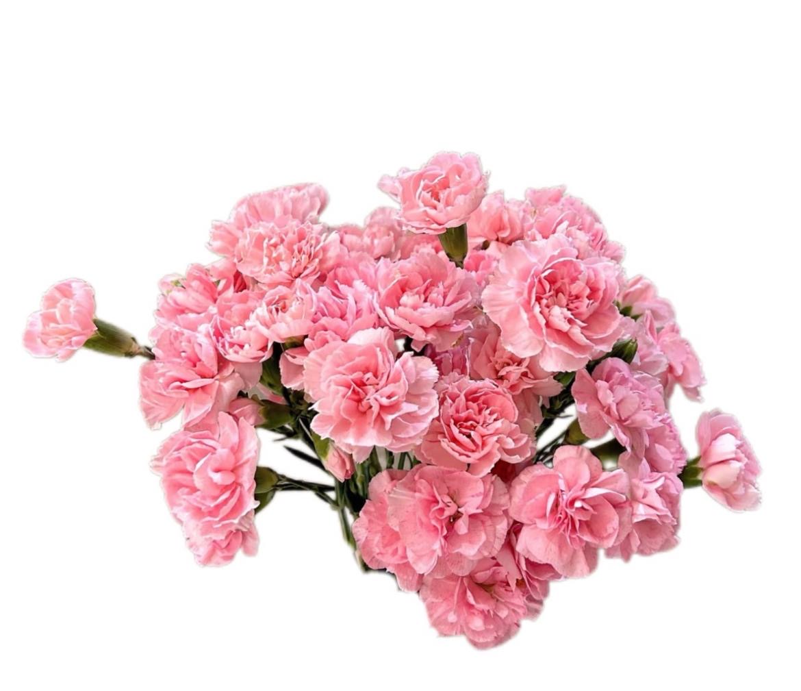 Гвоздика куст пеарл паудер